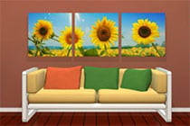 Amajeto Sunflowers